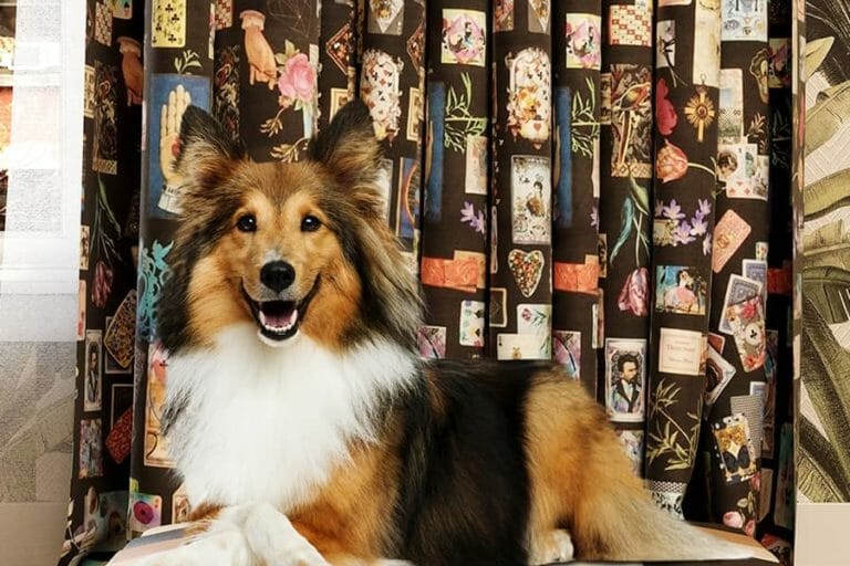 How To Design The Perfect Pet Room? 5 Pet Room Ideas