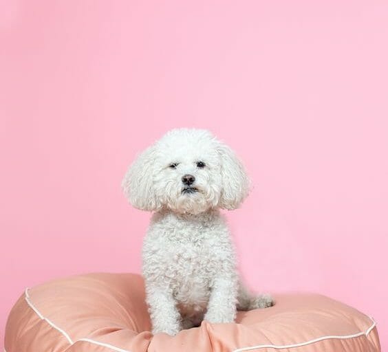 12 Luxury Pet-Friendly Hotels Around The World