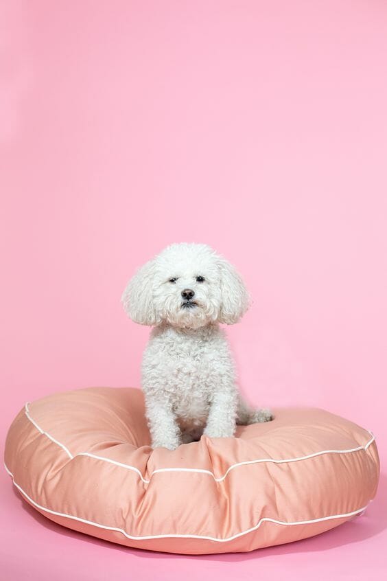 Luxury Pet-Friendly Hotels Around The World