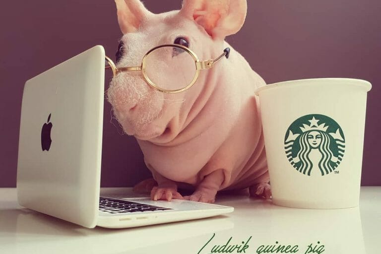 Get to Know The Most Famous Pets of Instagram – Top 20 Pet Influencers