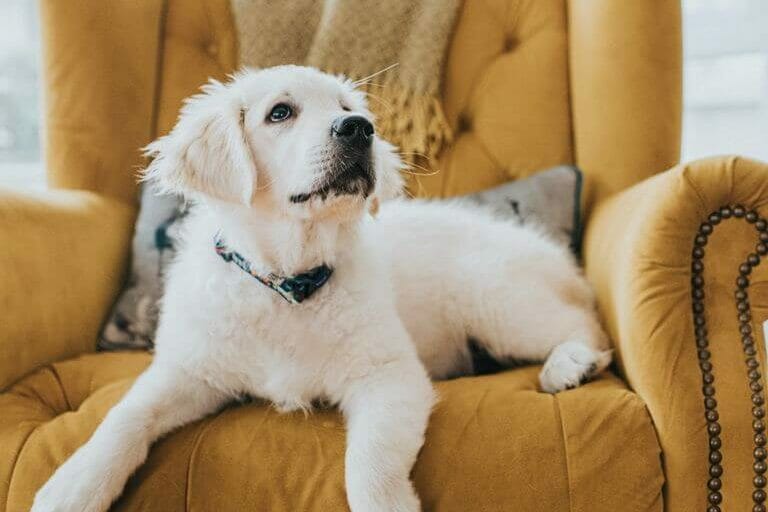 BARKITECTURE: INTERIOR DESIGN TREND FOR PET LOVERS